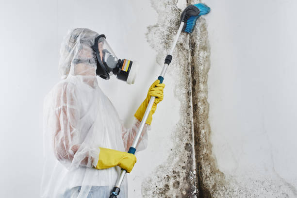 Best Crawl Space Mold Remediation in Luna Pier, MI