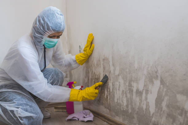 Best Mold Remediation for Specific Building Types in Luna Pier, MI