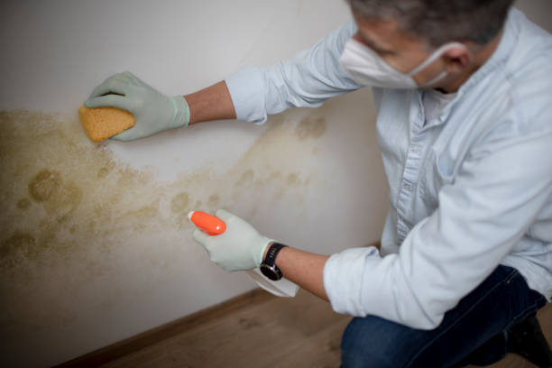 Best Mold Testing and Inspection Services in Luna Pier, MI