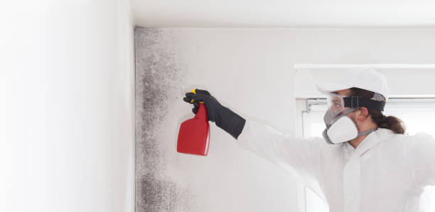 Best Commercial Mold Remediation in Luna Pier, MI