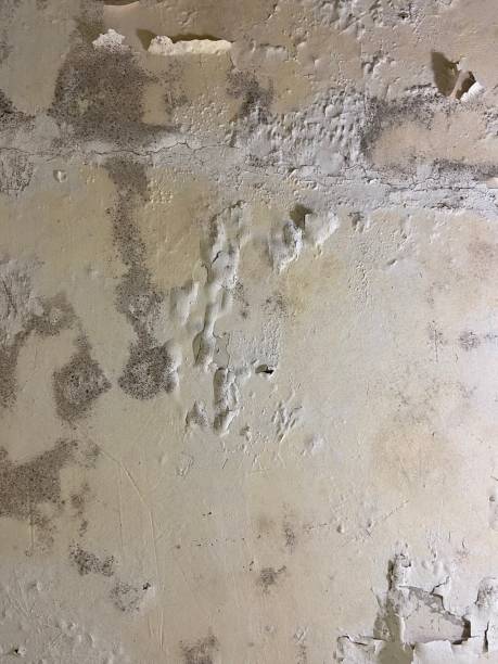 Best Industrial Mold Remediation in Luna Pier, MI
