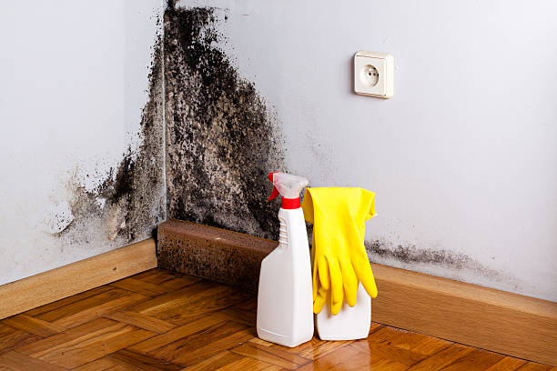 Best Preventive Mold Services in Luna Pier, MI