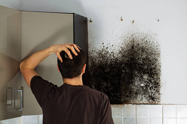 Best Bathroom Mold Remediation in Luna Pier, MI