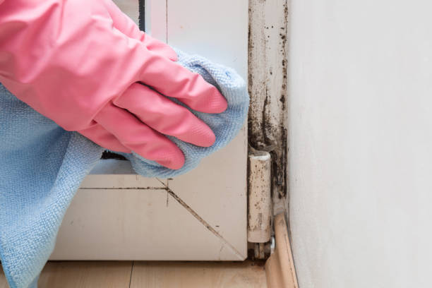 Best Basement Mold Remediation in Luna Pier, MI