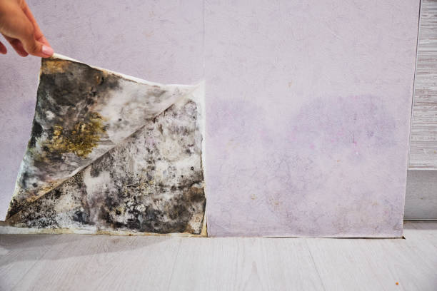 Best Health and Safety Mold Remediation in Luna Pier, MI